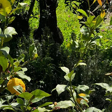 度假居 Teresina 诺利